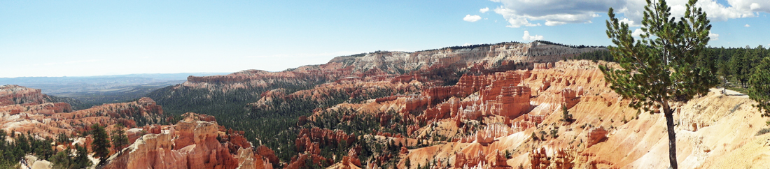 Limber Pine and hoodoos